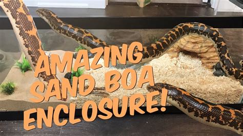 SETTING UP MY KENYAN SAND BOA ENCLOSURE! (Awesome upgrade!) - YouTube