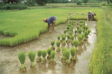 Prehistoric human populations prospered before the agricultural boom