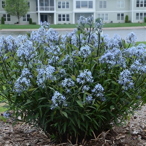 Butterfly Milkweed | Plant Addicts