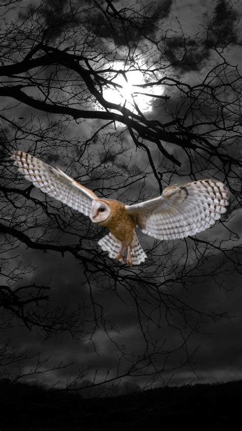 Owl flying at night | Owl photography, Owls drawing, Nocturnal birds