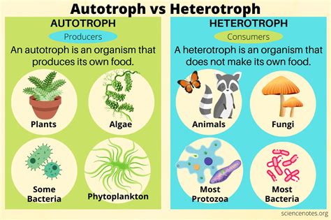 Autotroph vs Heterotroph | Nutrition in plants, Protists, Learn biology