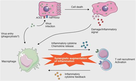 Cellular-level interactions that lead to the cytokine storm in COVID-19