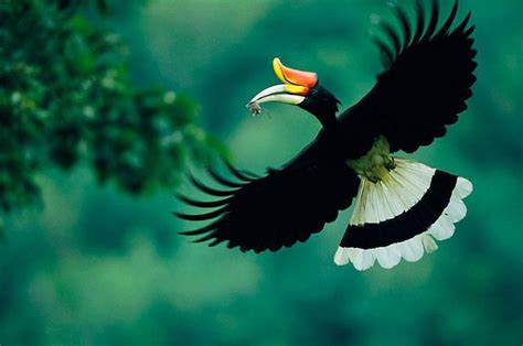 Rhinoceros Hornbill in flight (Buceros rhinoceros), male carrying a mouse to the nest, photo by ...