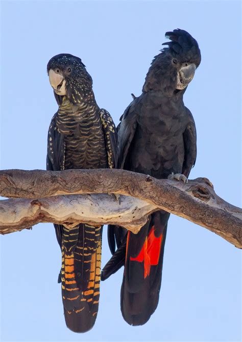 Forest Red-tailed Black-Cockatoo in Cowan - Threatened Australians