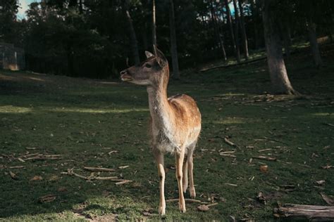 Premium Photo | Roe deer standing in the forest