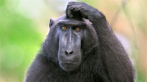 Top 5 evolution misconceptions you should stop believing | Monkey, Primates, Monkey logo