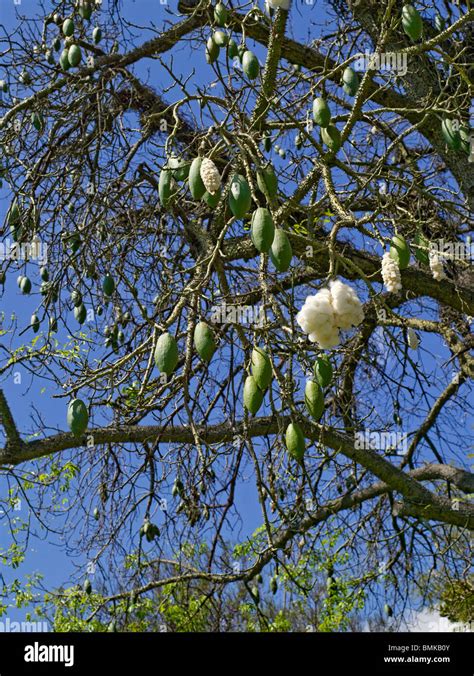 Close up of seedpods seedpod seed pods seeds pod of the kapok tree ...