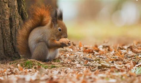 Squirrel Symbolism: Spiritual Meaning, Totem, Spirit, & Omens