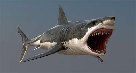 realistic great white shark 3d model | Great white shark drawing, White sharks, Great white shark