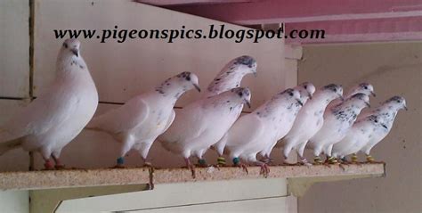 35 walay Sialkoti Pigeons (kabuter) Pigeons Groups - Pigeons Pics ...