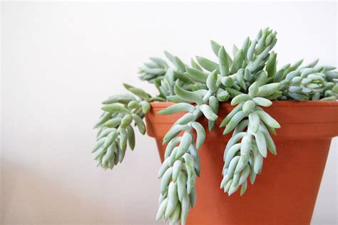 9 Varieties of Succulent Plants for Indoor Growing