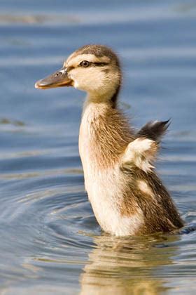 Mallard Duckling