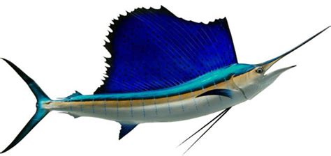 Awesome Animal - Sailfish - Stan C. Smith