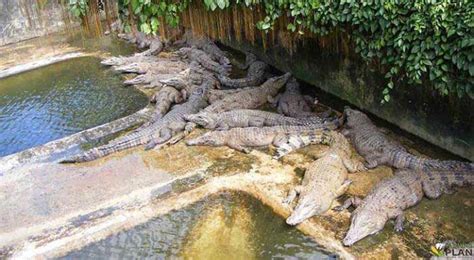 Crocodile Farming: Truth About Crocodile Farming - Farming Plan