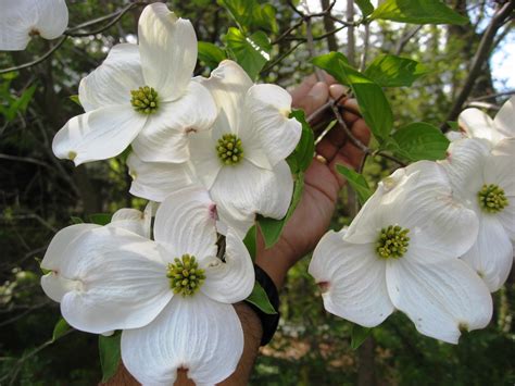 Capital Naturalist by Alonso Abugattas: Flowering Dogwood