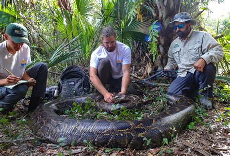 UC study explains how Burmese pythons can eat deer, other big prey | University Of Cincinnati