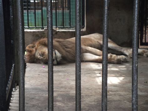 The Interesting Life of D: The Animal Prison of Sri Lanka