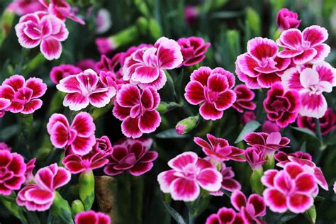 15 Red Perennials That Bloom All Summer - GardenTabs.com