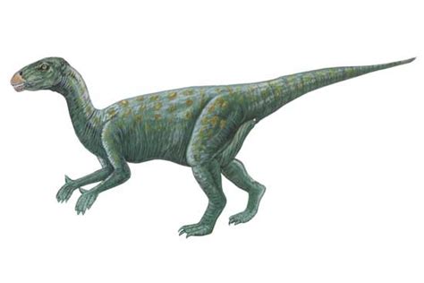 Rhabdodon Pictures & Facts - The Dinosaur Database