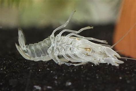 Crayfish and Molting Process - Shrimp and Snail Breeder