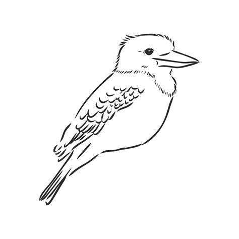 Premium Vector | Black outlined kookaburra birdvector drawing ...