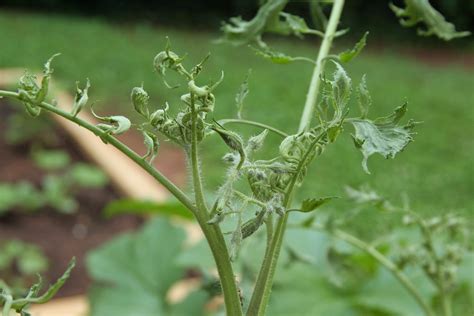 NCSU PDIC: Herbicide Injury to Tomatoes