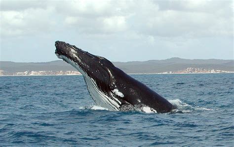 File:Humpback Whale fg1.jpg