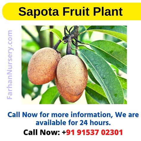 Sapota Fruit Plant – Best Plant Nursery In West Bengal,Kolkata। Farhan ...