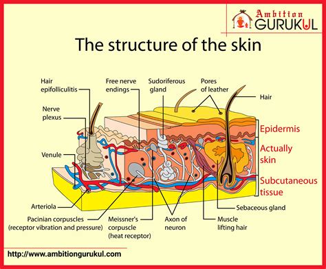 The Anatomy Of Skin Layers Tissues