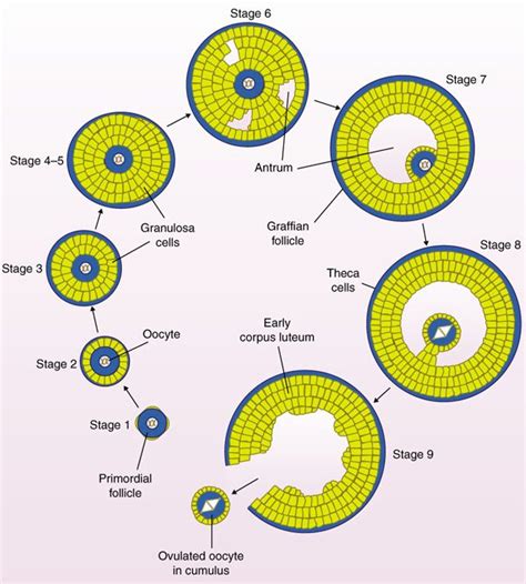 Phases Of Oogenesis