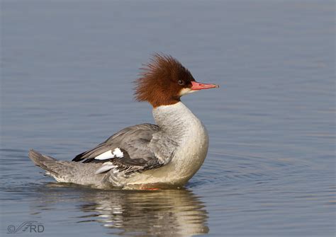 Common Merganser – Feathered Photography