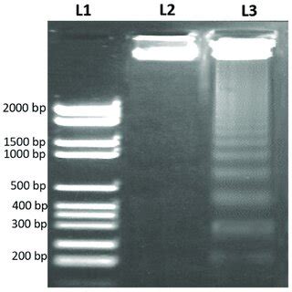 DNA fragmentation assay by agarose gel electrophoresis to examine ...