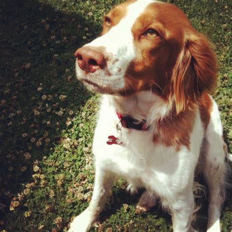 11 best images about Brittany Spaniel on Pinterest | Spaniel breeds ...