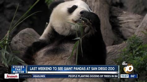 Last weekend to see the Giant Pandas at the San Diego Zoo