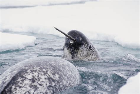 2 Linked to Smuggling Narwhal Tusks Plead Not Guilty - The New York Times