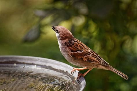 220+ Weird Bird Names For Your Unique Feathered Friend