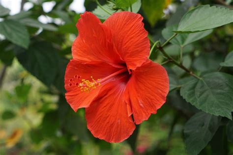 How to Grow and Care for Hibiscus