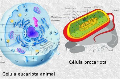 Células Eucariota Y Procariota Partes Docsity - Mobile Legends