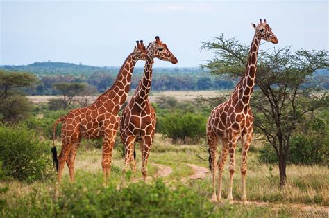 A New Study Reveals That There Are Actually Four Different Species Of Giraffe | FamilyPet