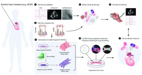 Modeling of cardiac tissue engineering-based personalized medicine for ...