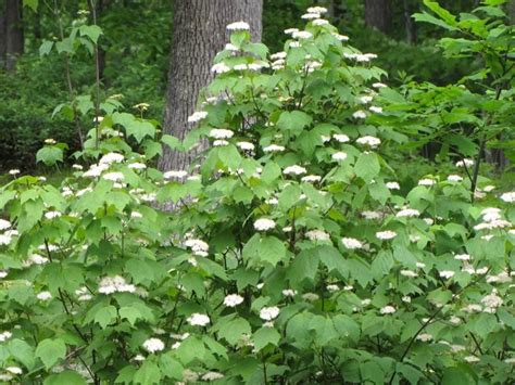 Mapleleaf Viburnum | Viburnum acerifolium | trees-shrubs-vines