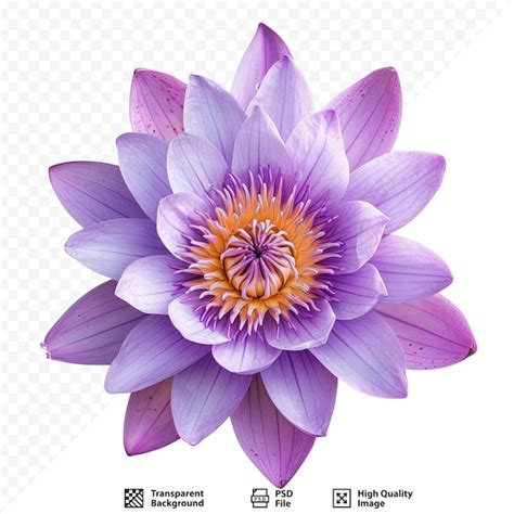 Premium PSD | Top view purple lotus