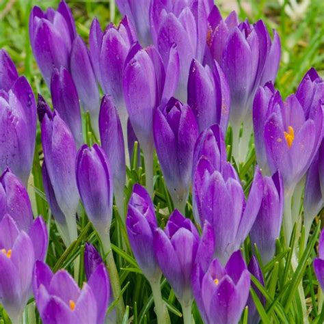 Buy species crocus bulbs Crocus tommasinianus Barr's Purple: £3.99 ...