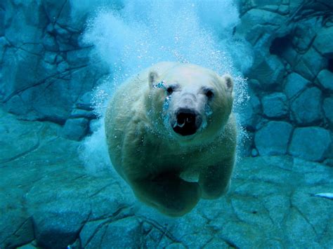 Edge Of The Plank: Cute Animals: Swimming Animals