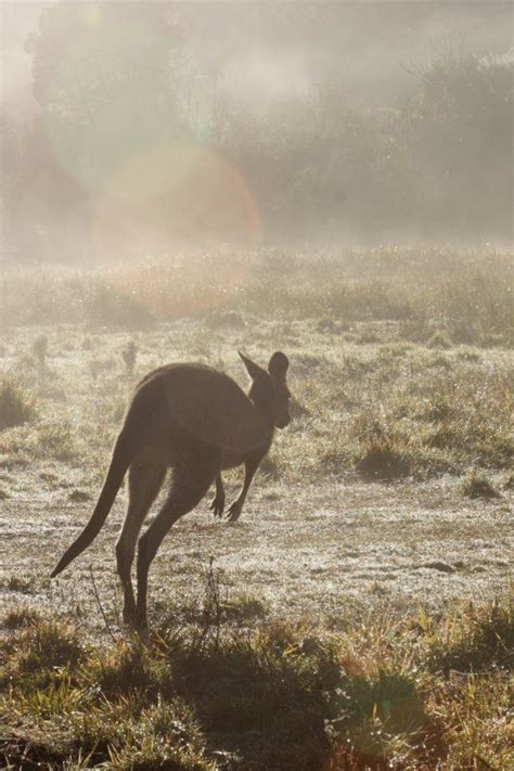 Kangaroo in Kosciuszko National Park. | Australia animals, Australian wildlife, National parks