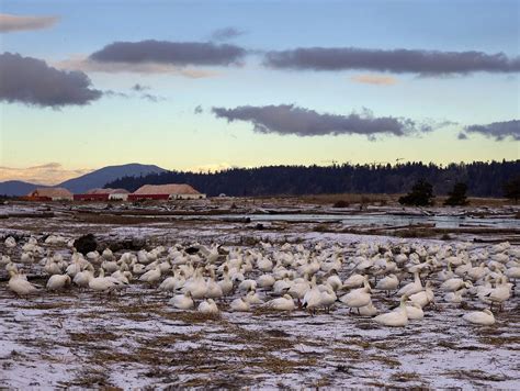 Waterfowl winter refuge Fraser River Delta risks being lost forever - BirdLife International