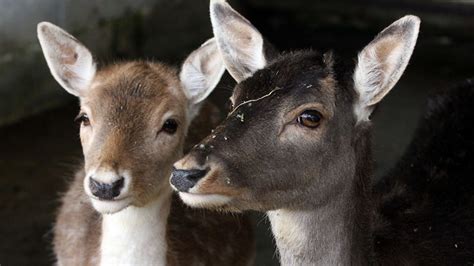 Oh, deer! Outrage as Zurich zoo puts animals… on menu — RT World News