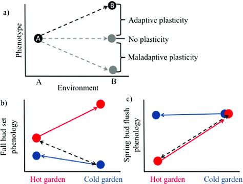 Phenotypic Plasticity Examples