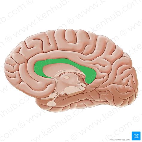 Corpus callosum: Anatomy, function and clinical aspects | Kenhub