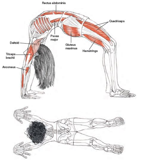 Bow Pose - Kaivalyam - Medium